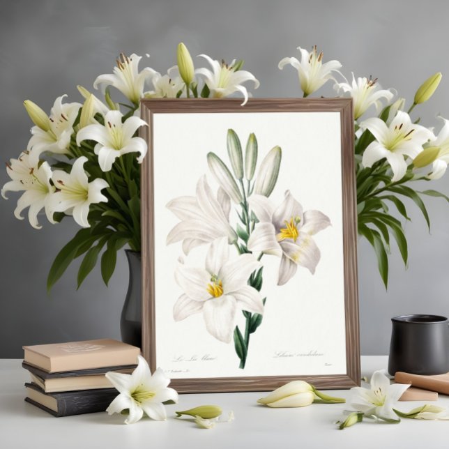 Madonna Lily från Choix, Redouté. Poster (Skapare uppladdad)