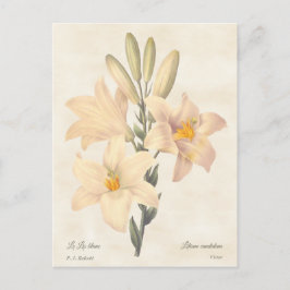 Madonna Lily Vintage Botanical Illustration Vykort