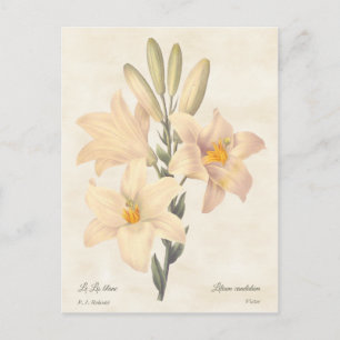 Madonna Lily Vintage Botanical Illustration Vykort