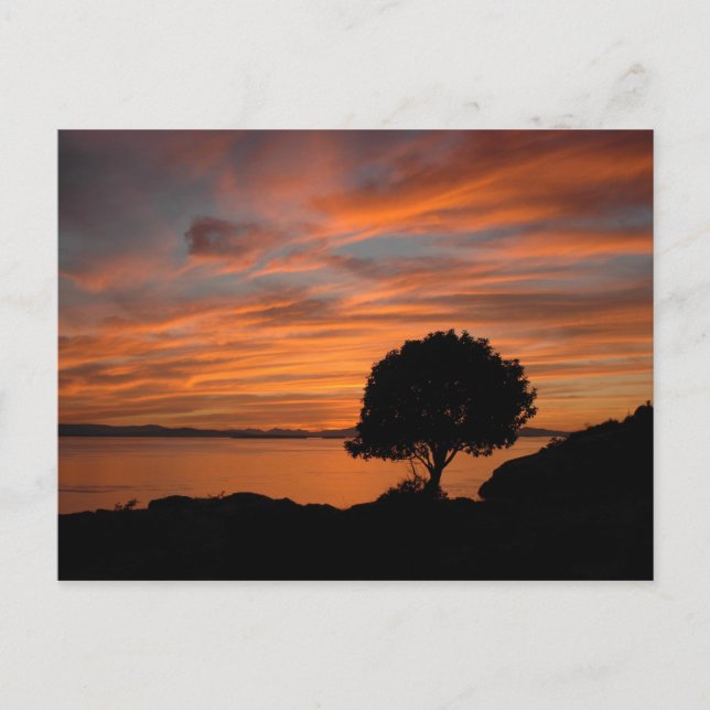 Madrone Sunset Vykort (Framsida)