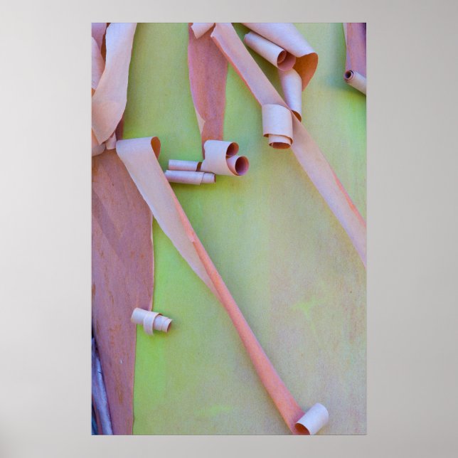 Madrone Träd Bark Abstrakt Poster (Framsidan)