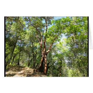 Madrone träd på Sonoma bergslinga Hälsningskort