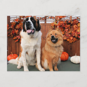 Mae - St Bernard och Cinny - Chow Chow Photo-4 Vykort