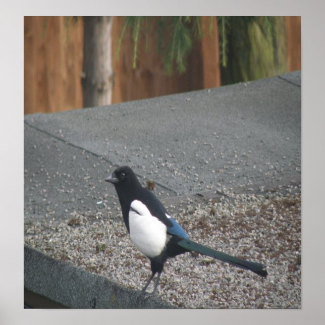 Magcirkelutskrift Poster (Framsidan)