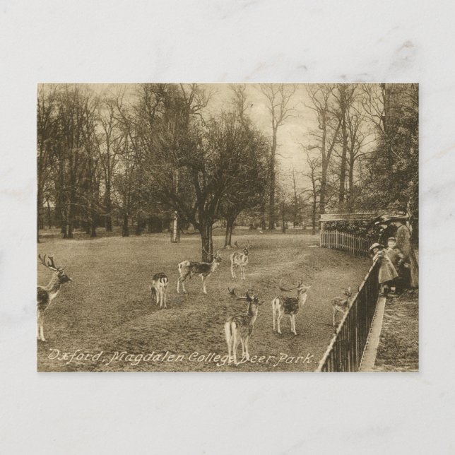 Magdalen College, Oxford, England Vintage Vykort (Framsida)