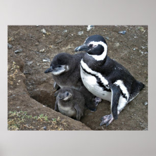 Magellanic Penguin-familjen Poster