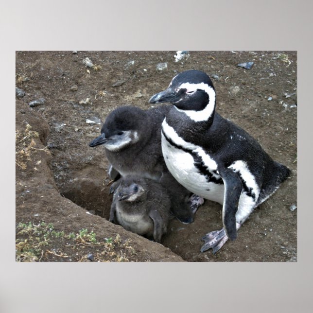 Magellanic Penguin-familjen Poster (Framsidan)