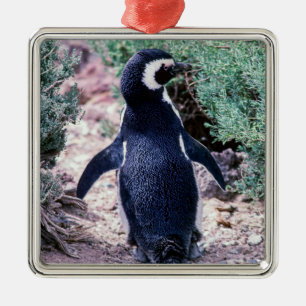 Magellanic Penguin in in Peninsula Valdes - Argent Julgransprydnad Metall