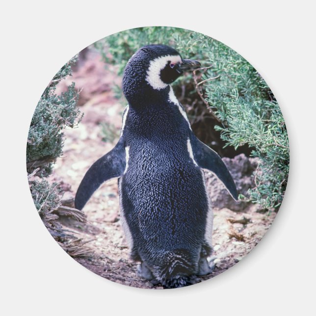 Magellanic Penguin in in Peninsula Valdes - Argent Magnet (Framsidan)