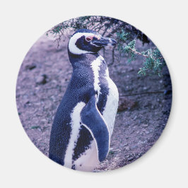 Magellanic Penguin in in Peninsula Valdes - Argent Magnet