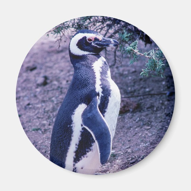 Magellanic Penguin in in Peninsula Valdes - Argent Magnet (Framsidan)