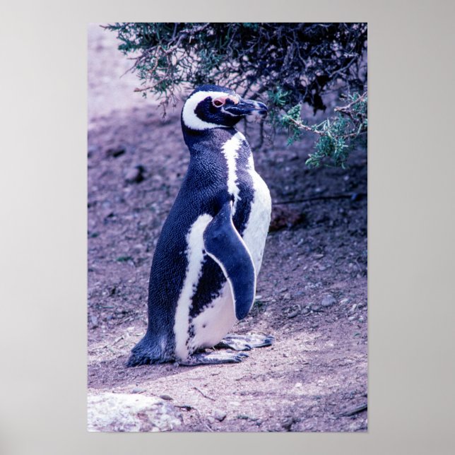 Magellanic Penguin in in Peninsula Valdes - Argent Poster (Framsidan)