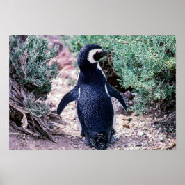 Magellanic Penguin in in Peninsula Valdes - Argent Poster