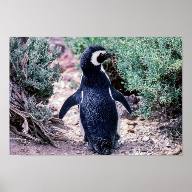 Magellanic Penguin in in Peninsula Valdes - Argent Poster (Framsidan)