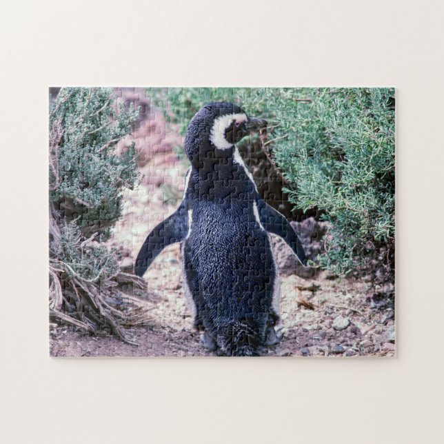 Magellanic Penguin in in Peninsula Valdes - Argent Pussel (Horisontell)