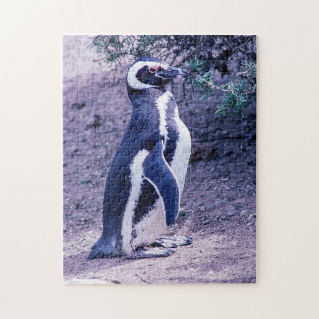 Magellanic Penguin in in Peninsula Valdes - Argent Pussel (Vertikal)