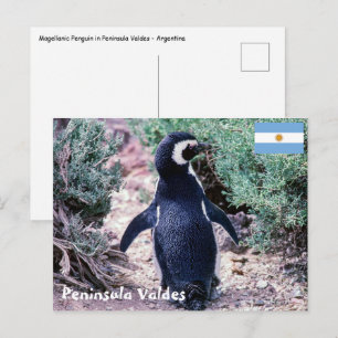 Magellanic Penguin in in Peninsula Valdes - Argent Vykort