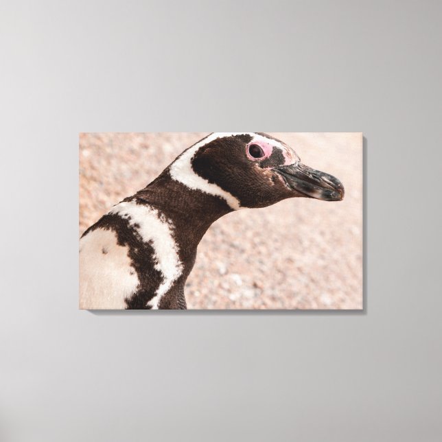 Magellanic Penguin, Patagonia, Argentina Canvastryck (Framsida)