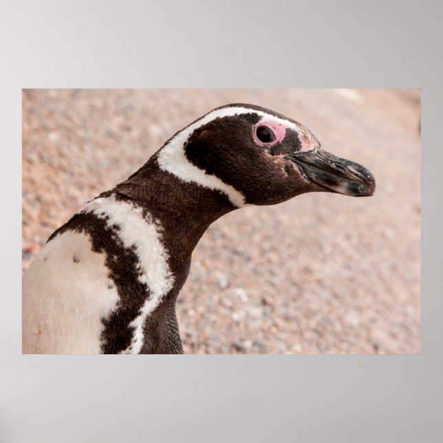 Magellanic Penguin, Patagonia, Argentina Poster (Framsidan)