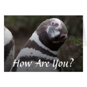 Magellanic Penguin Porträtt Hälsningskort