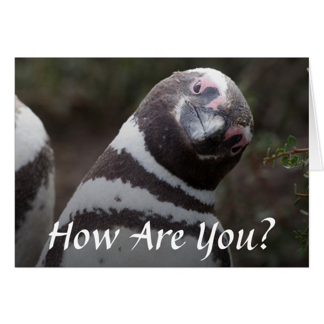 Magellanic Penguin Porträtt Hälsningskort (Framsidan Horizontal)