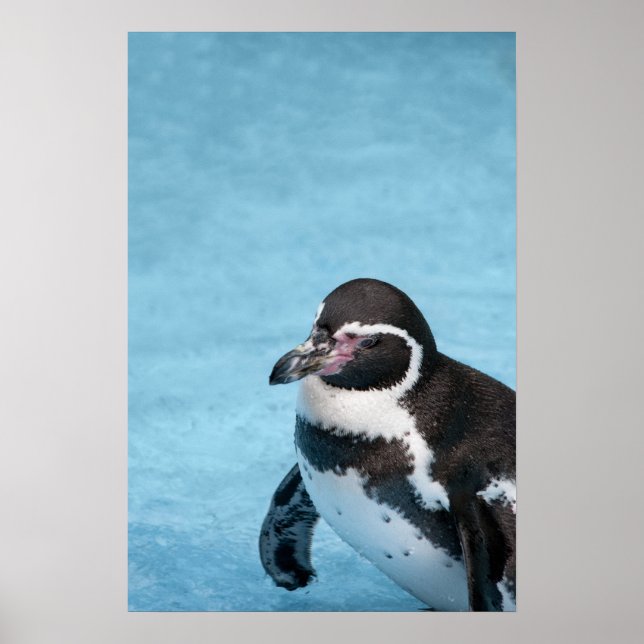 Magellanic Penguin Poster (Framsidan)