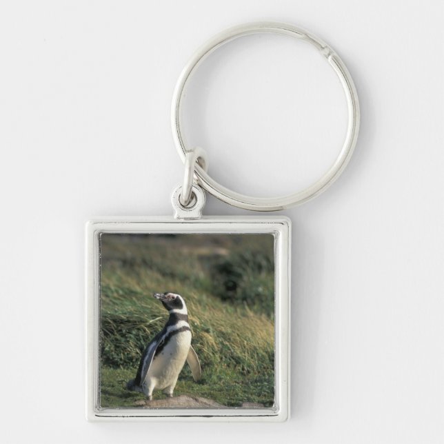 Magellanic Penguin (Spheniscus magellanicus) Fyrkantig Silverfärgad Nyckelring (Framsidan)