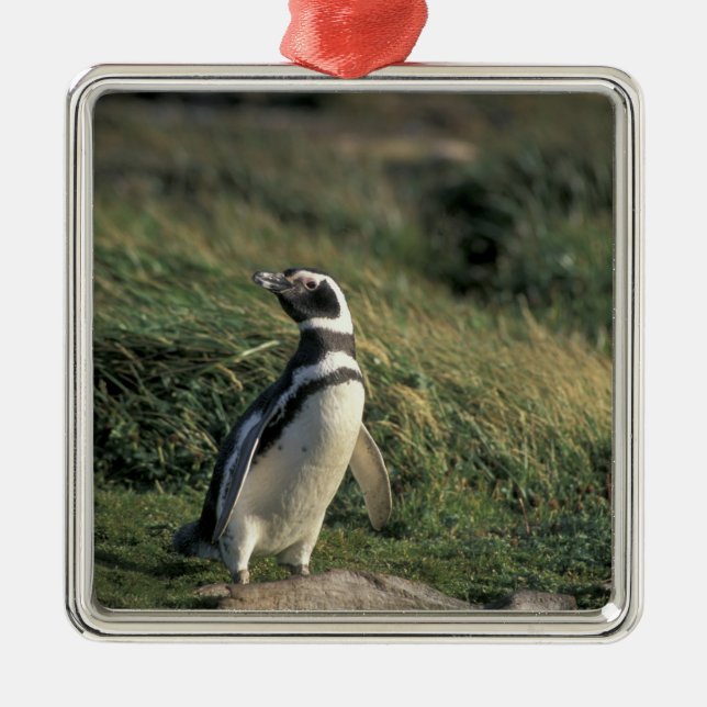 Magellanic Penguin (Spheniscus magellanicus) Julgransprydnad Metall (Framsidan)