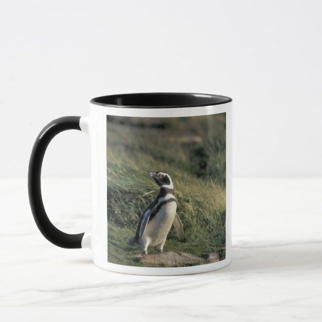 Magellanic Penguin (Spheniscus magellanicus) Mugg (Vänster)