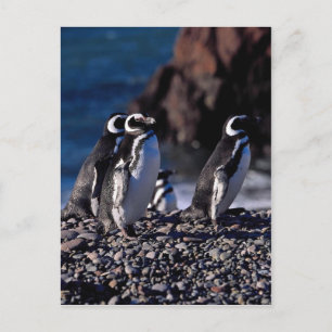 Magellanic Penguin Vykort