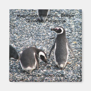 Magellanic pingvin, Beagle kanaliserar, Patagonia Magnet
