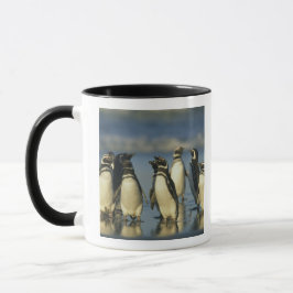 Magellanic pingviner, Spheniscus Mugg
