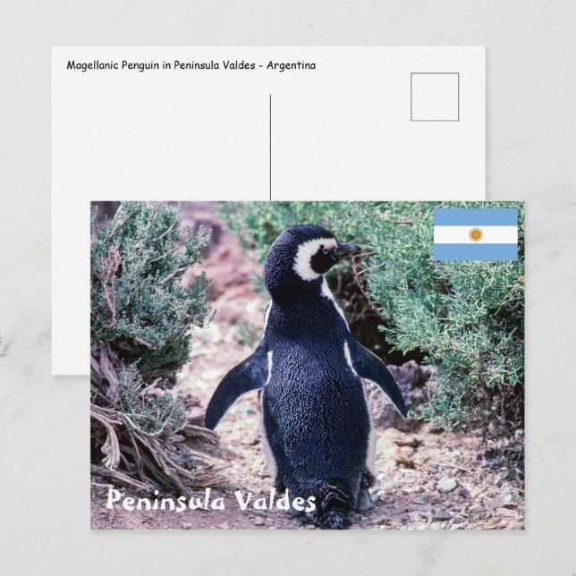 Magellanicpingvin på Peninsula Valdes - Argentina Vykort (Fram/baksida)