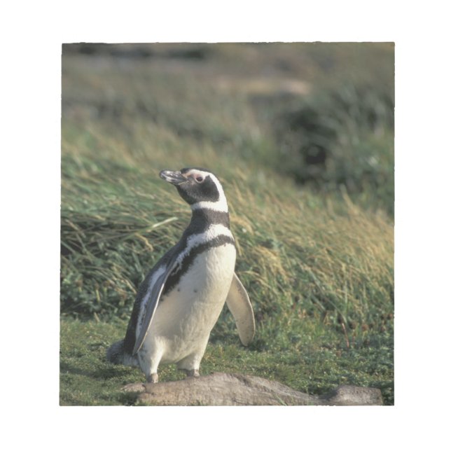 Magellanicpingvin (Spheniscus magellanicus), Anteckningsblock (Framsida)