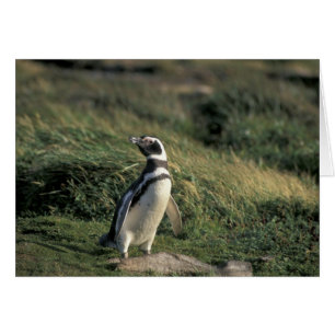 Magellanicpingvin (Spheniscus magellanicus), Hälsningskort