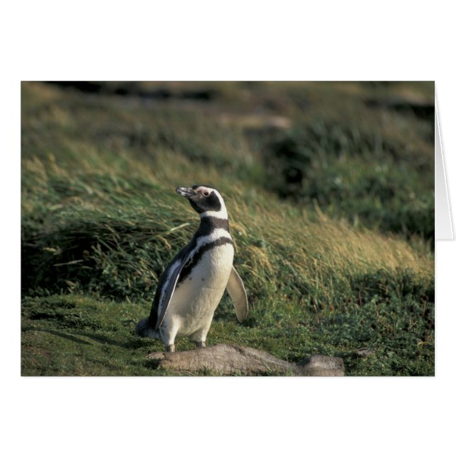 Magellanicpingvin (Spheniscus magellanicus), Hälsningskort (Framsidan Horizontal)