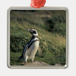 Magellanicpingvin (Spheniscus magellanicus), Julgransprydnad Metall