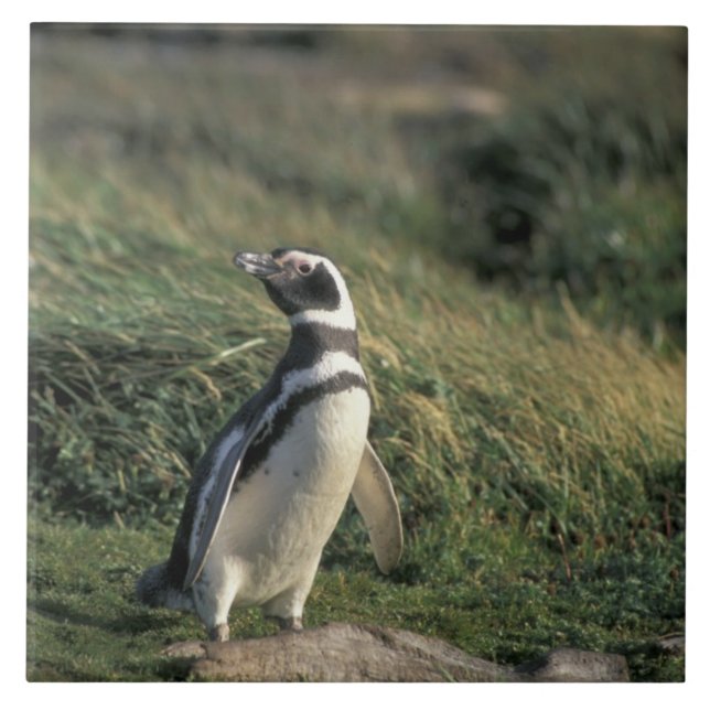 Magellanicpingvin (Spheniscus magellanicus), Kakelplatta (Framsidan)
