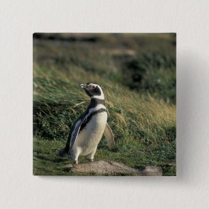Magellanicpingvin (Spheniscus magellanicus), Knapp