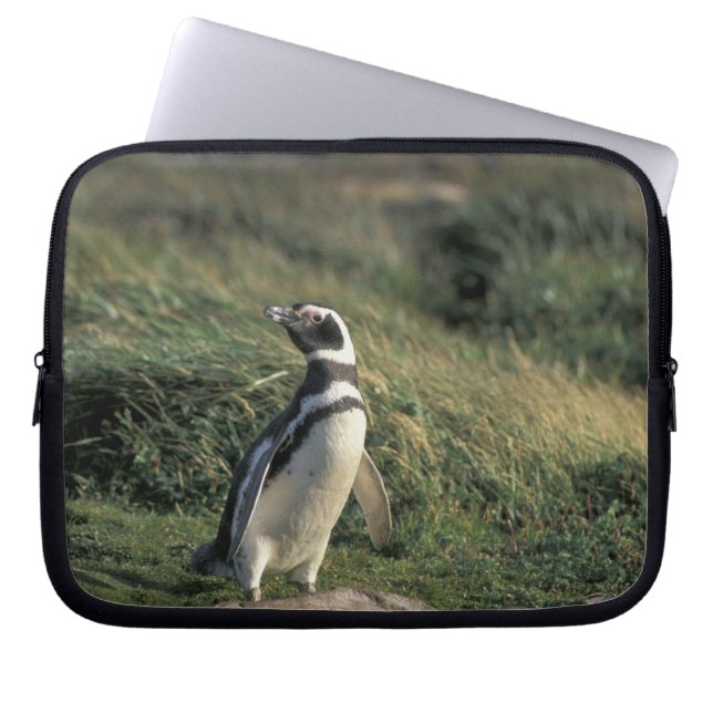 Magellanicpingvin (Spheniscus magellanicus), Laptop Sleeve (Framsidan)