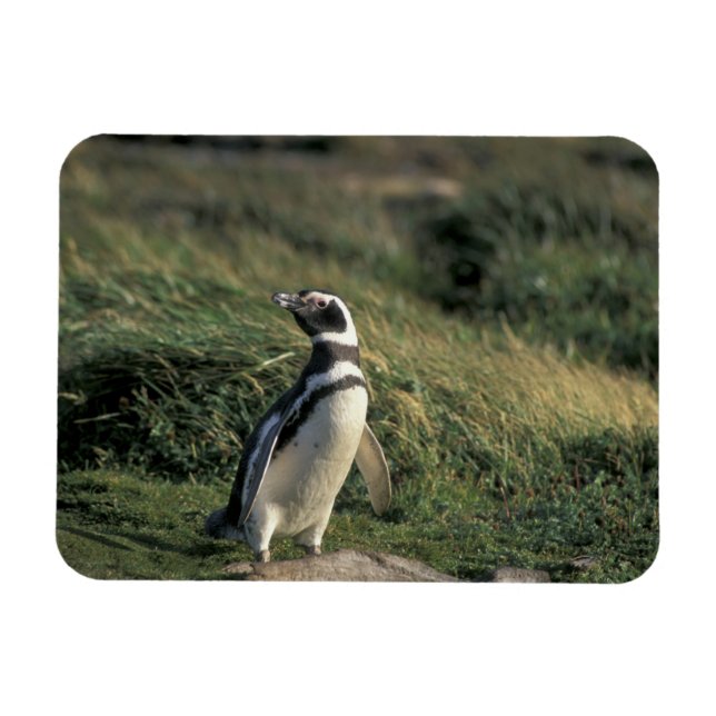 Magellanicpingvin (Spheniscus magellanicus), Magnet (Horisontell)