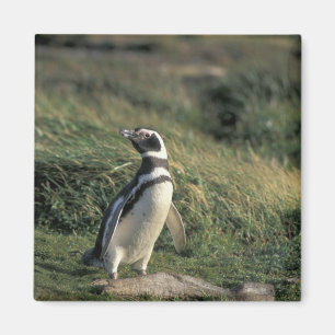 Magellanicpingvin (Spheniscus magellanicus), Magnet