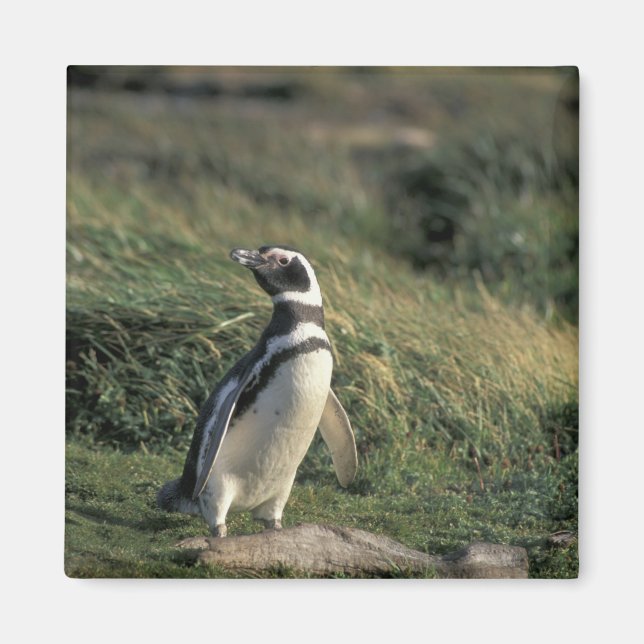 Magellanicpingvin (Spheniscus magellanicus), Magnet (Framsidan)