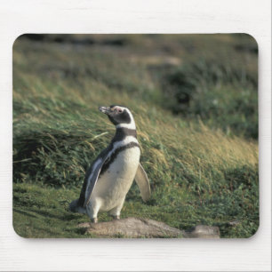 Magellanicpingvin (Spheniscus magellanicus), Musmatta