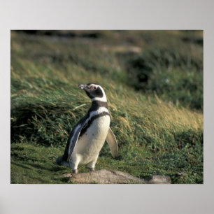 Magellanicpingvin (Spheniscus magellanicus), Poster