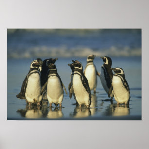 Magellaniska Penguiner, Spheniscus Poster