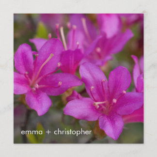 Magenta Azalea DSC1724 Spara Datumet