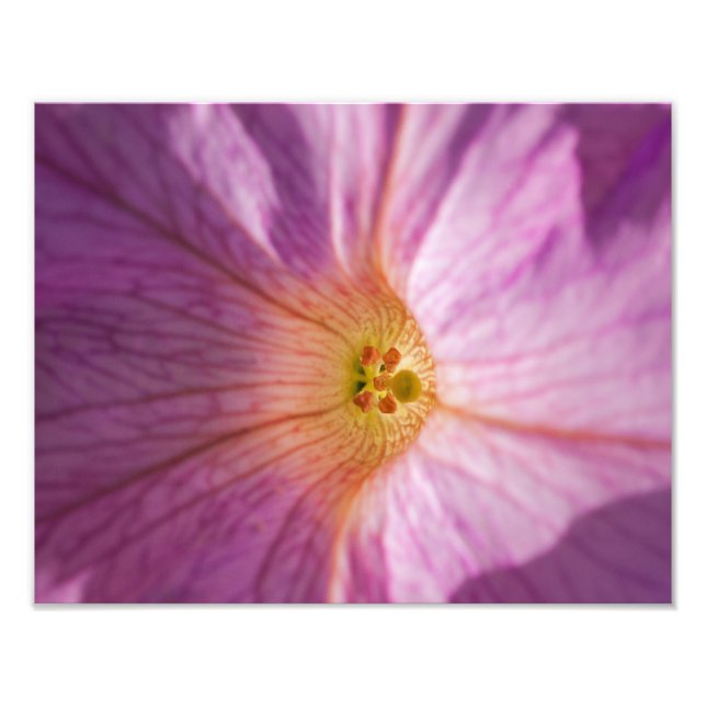 Magenta blomma fototryck (Framsidan)
