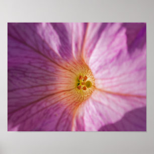 Magenta blomma poster