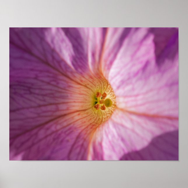Magenta blomma poster (Framsidan)